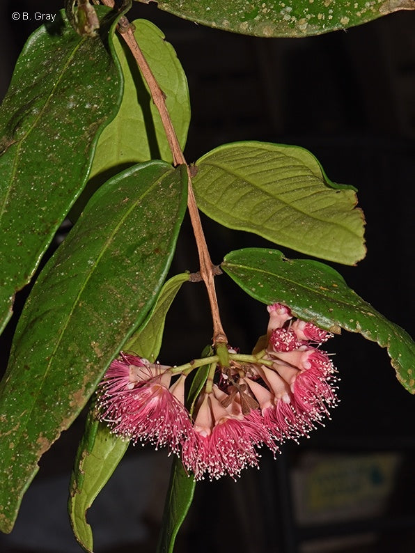 Syzygium wilsonii subsp. epigaeum (Powderpuff Lilly Pilly)