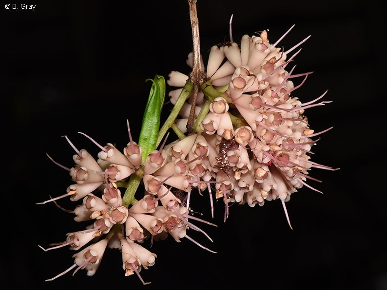 Syzygium wilsonii subsp. epigaeum (Powderpuff Lilly Pilly)