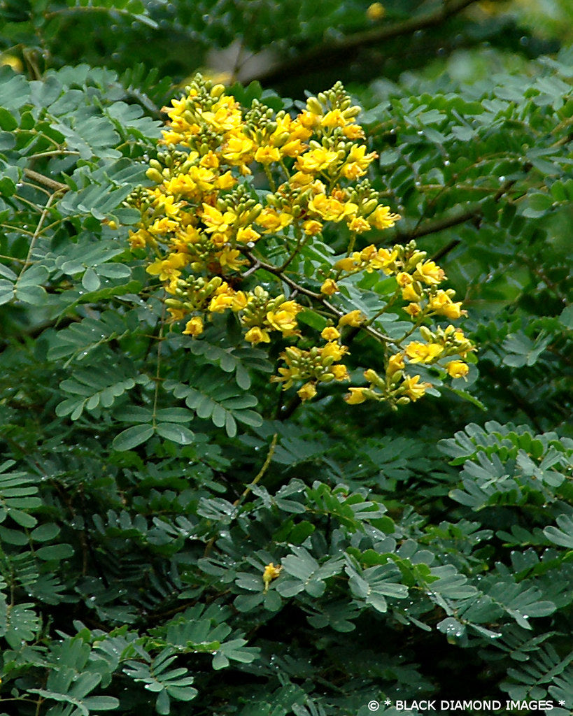 Caesalpinia ferrea (Leopard Tree)