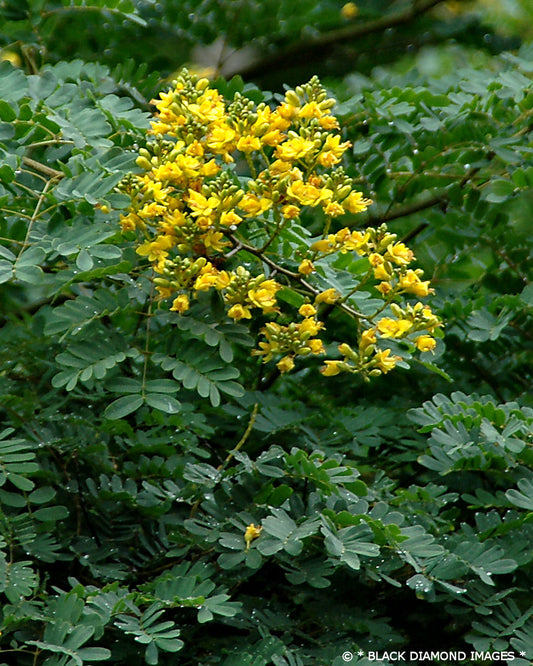 Caesalpinia ferrea (Leopard Tree)