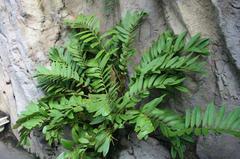 Zamia furfuracea (Cardboard Palm)