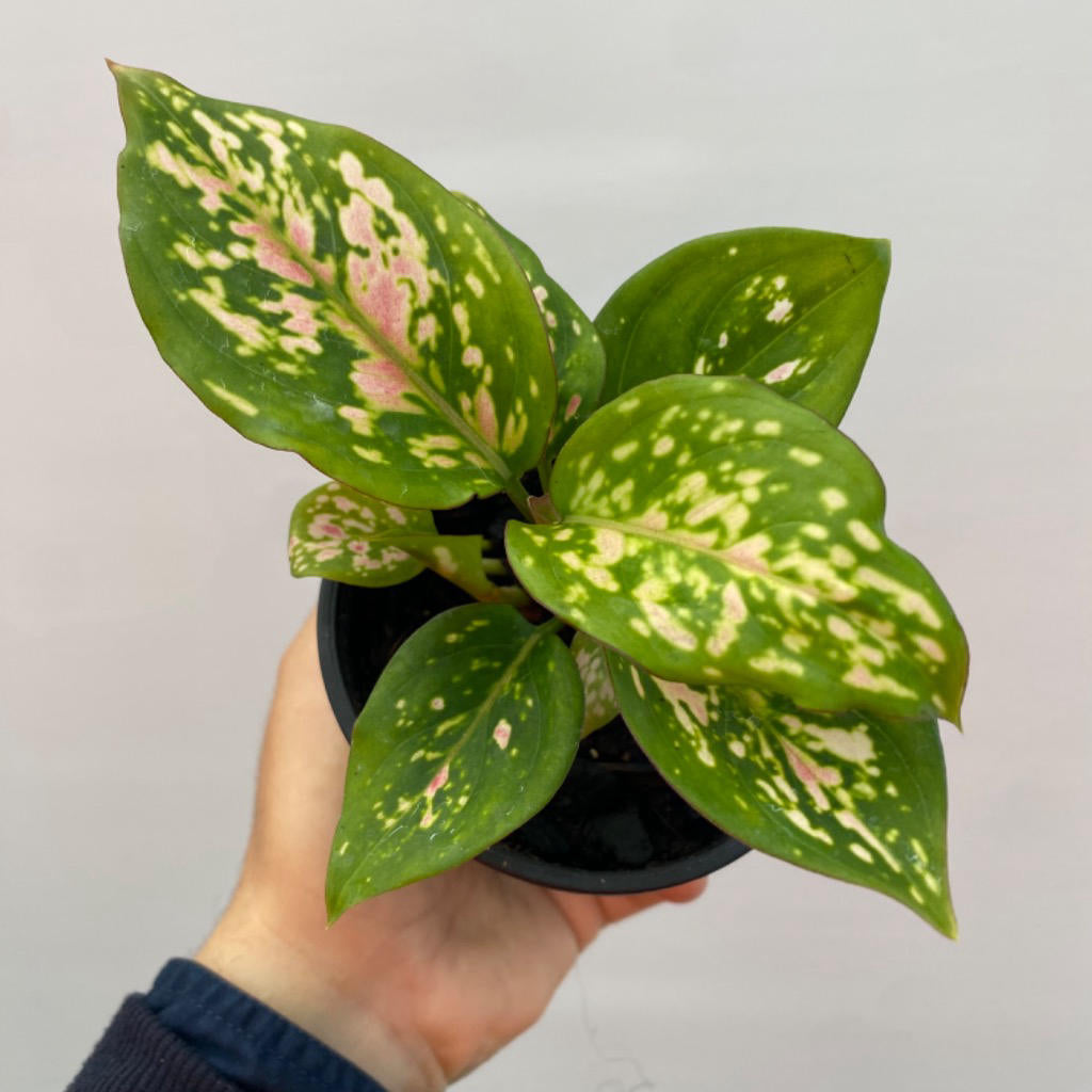 Aglaonema ‘Anyamanee’ (Chinese Evergreen)