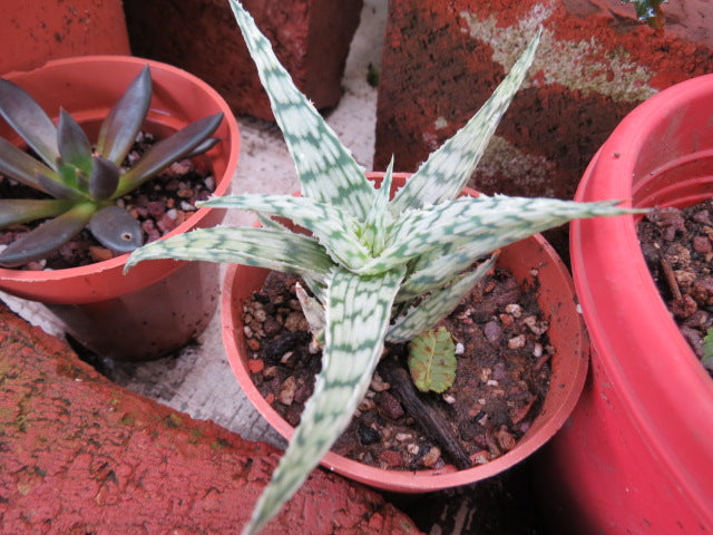 Aloe ‘Wunderkind’ (Aloe)