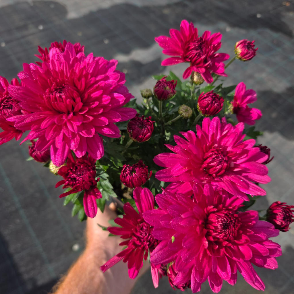 Chrysanthemum Pot Mum ‘Quadrille Purple’ (Pot Mum)