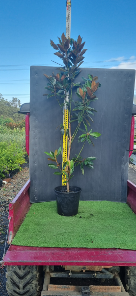 Magnolia Grandiflora 'Little Gem'