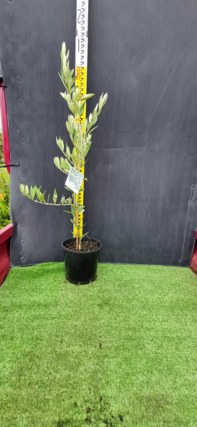 Olea europaea 'Picual' (Picual Olive)