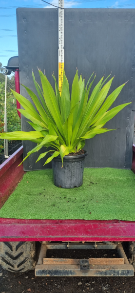 Doryanthes Palmeri (Palm Lily)