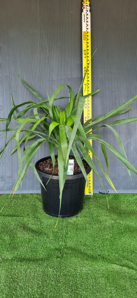Dracaena Draco (Dragon Tree)