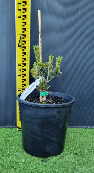 Pinus parviflora ‘Fukai’ (Japanese White Pine)
