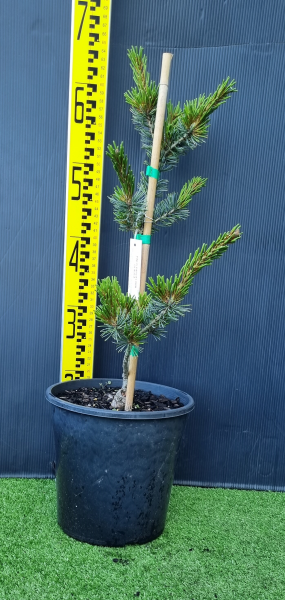 Pinus parviflora ‘Glauca’ (Japanese White Pine)