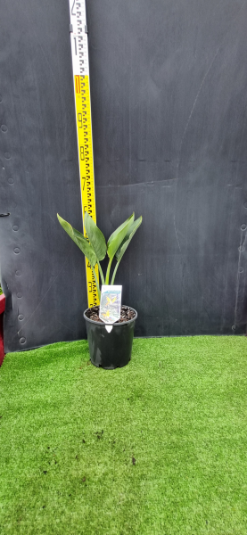 Strelitzia Reginae (Bird of Paradise)