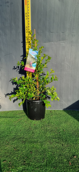 Syzygium australe ‘Backyard Bliss’ (Magenta Lilly Pilly)