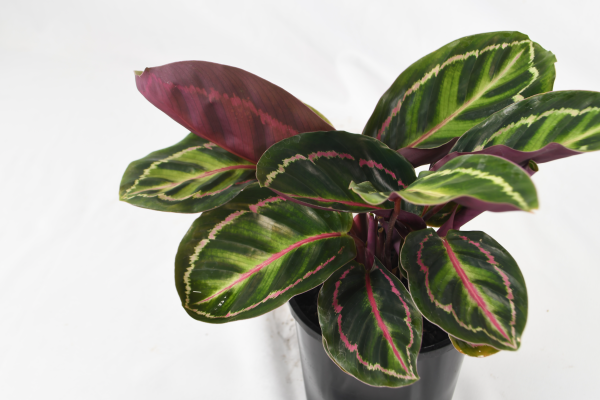Calathea Roseopicta 'Illustris'