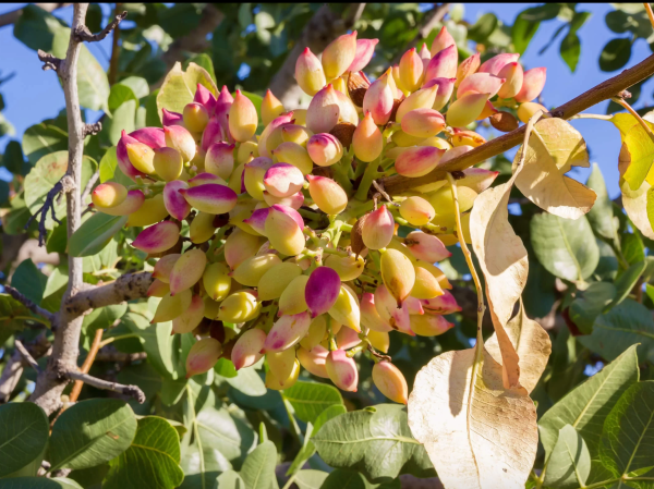 Pistacia vera (Pistachio)