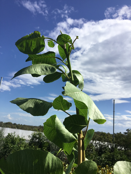 Pistacia vera (Pistachio)