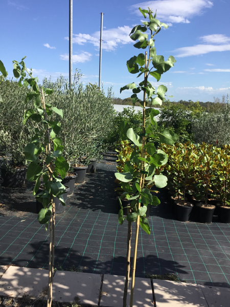 Pistacia vera (Pistachio)