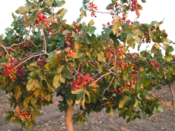 Pistacia vera (Pistachio)