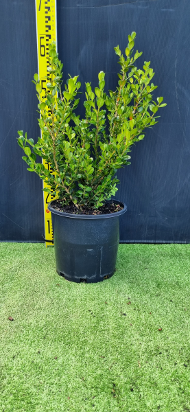 Buxus Microphylla Japonica (Japanese Box)