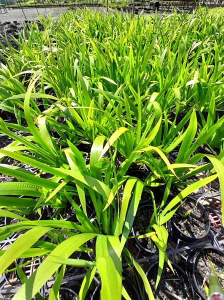Neomarica Gracilis (Brazilian Walking Iris) (Syn. Bicolor)