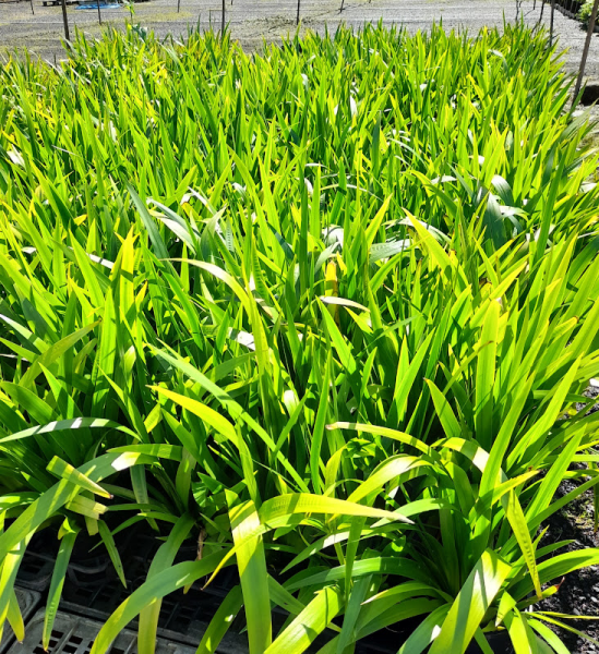 Neomarica Gracilis (Brazilian Walking Iris) (Syn. Bicolor)