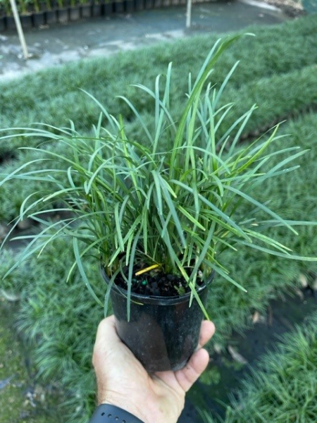Ophiopogon Japonicus (Mondo Grass)
