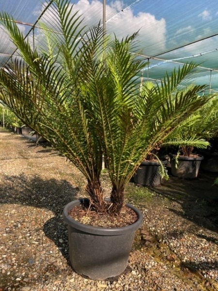 Blechnum Gibbum (Silver Lady Fern)