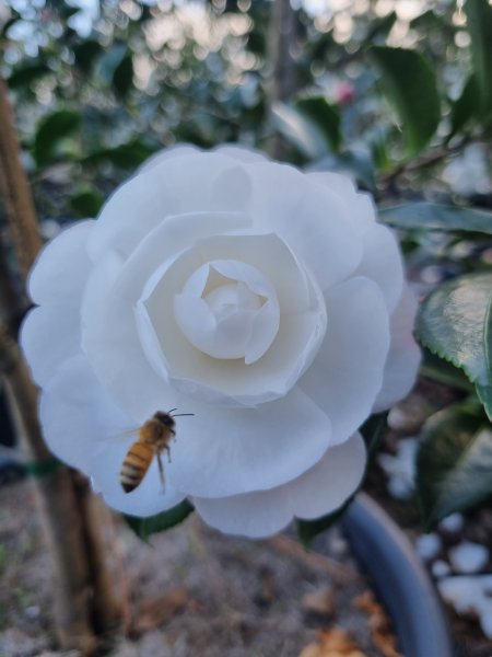 Camellia Sasanqua 'Early Pearly'