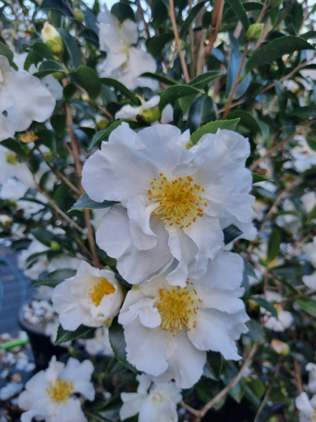 Camellia Sasanqua ‘Setsugekka’