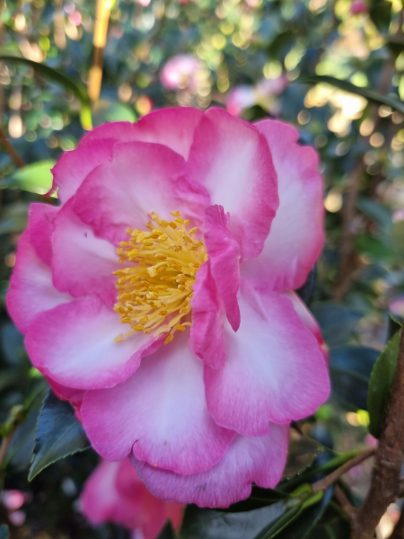 Camellia japonica (Dream Lover Camellia)