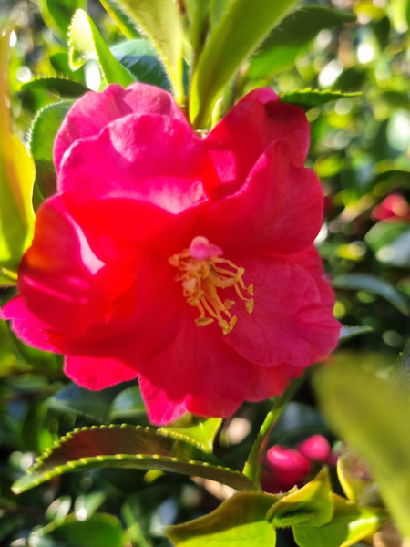 Camellia sasanqua Dwarf Shishi 