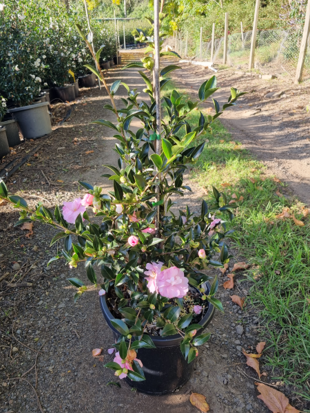 Camellia sasanqua ‘Otome Sazanka’
