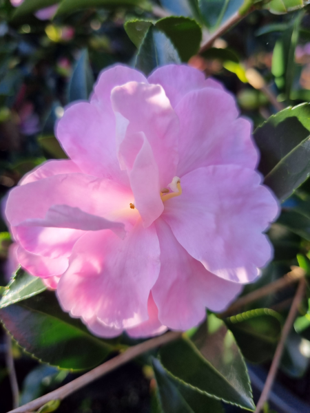 Camellia sasanqua ‘Otome Sazanka’