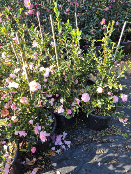 Camellia sasanqua ‘Otome Sazanka’