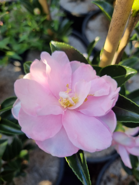 Camellia sasanqua ‘Otome Sazanka’