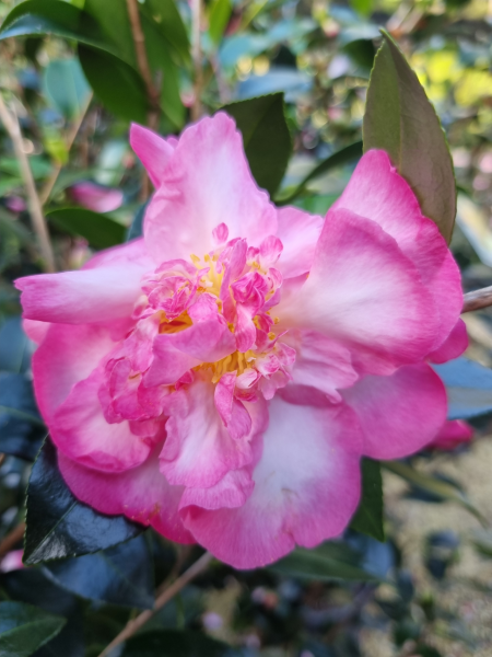 Camellia japonica (Dream Lover Camellia)
