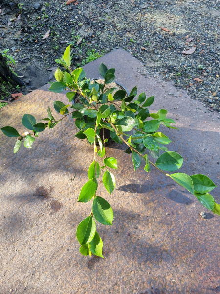Camellia Sasanqua ‘Marge Miller’ (Sasanqua Camellia)