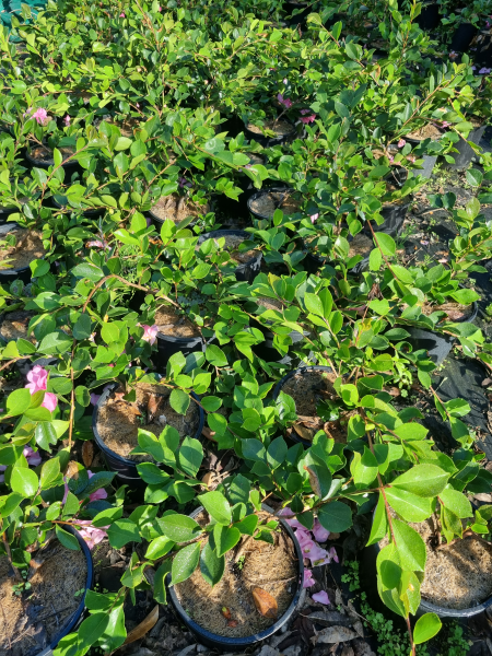 Camellia Sasanqua ‘Marge Miller’ (Sasanqua Camellia)