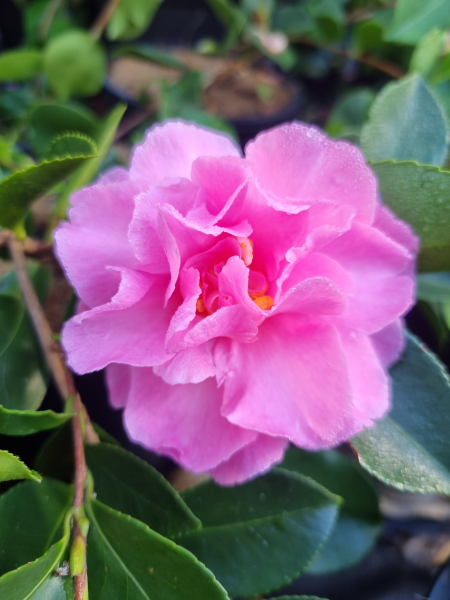 Camellia Sasanqua ‘Marge Miller’ (Sasanqua Camellia)