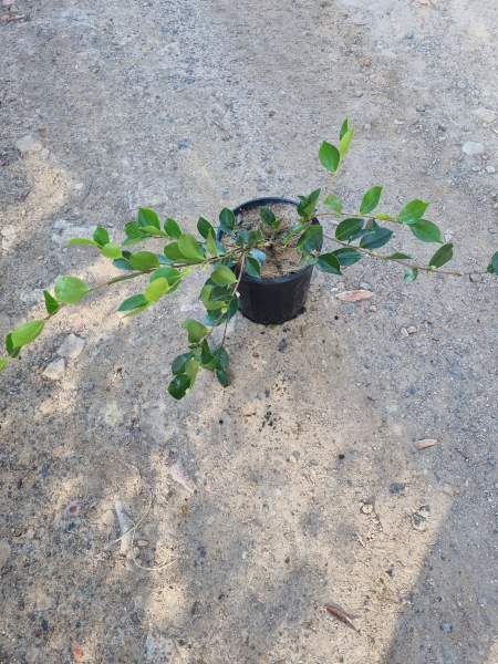 Camellia Sasanqua ‘Snow’ (Sasanqua Camellia)