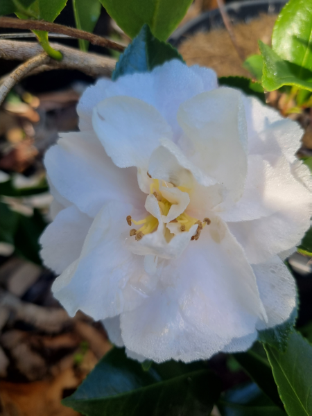Camellia Sasanqua ‘Snow’ (Sasanqua Camellia)