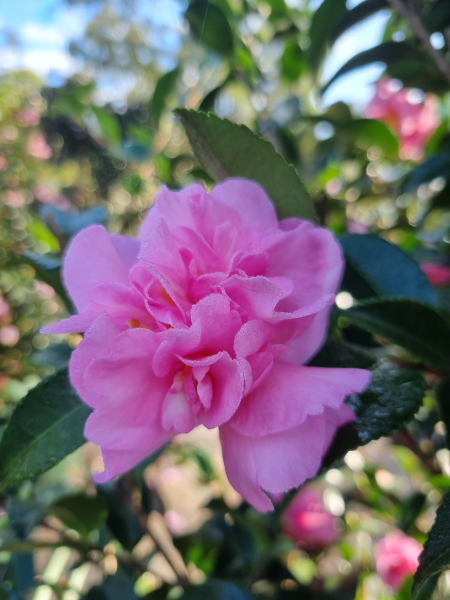 Camellia Sasanqua 'Jennifer Susan'