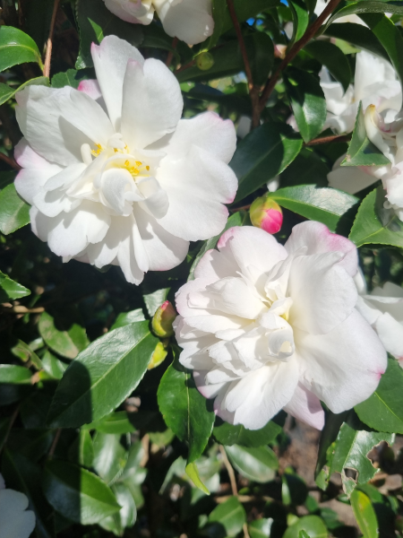 Camellia Sasanqua 'Pure Silk'