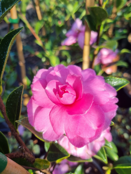 Camellia sasanqua ‘Chansonette’