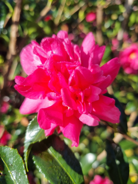 Camellia sasanqua ‘Simply Red’