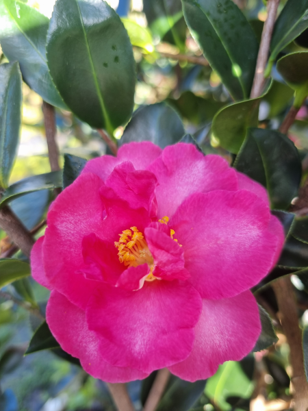 Camellia hiemalis ‘Hiryu’ (Sasanqua Hiryu Camellia)
