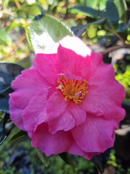 Camellia sasanqua ‘ShiShi Gashira’
