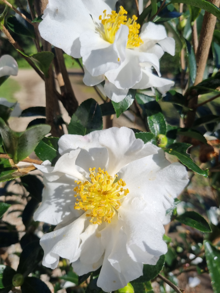 Camellia Sasanqua ‘Setsugekka’