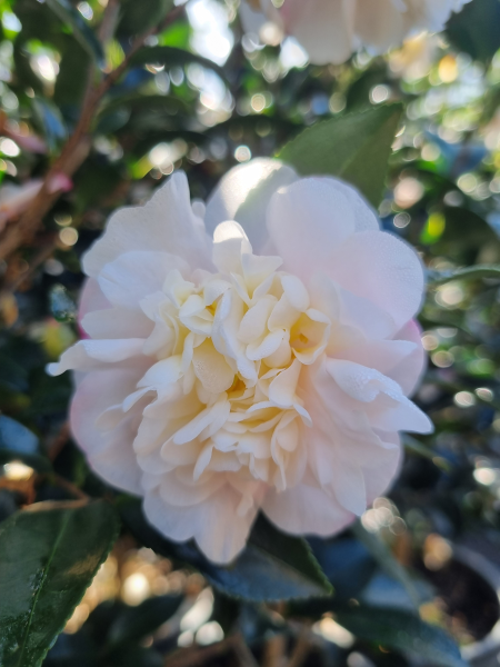 Camellia Sasanqua ‘Snow’ (Sasanqua Camellia)