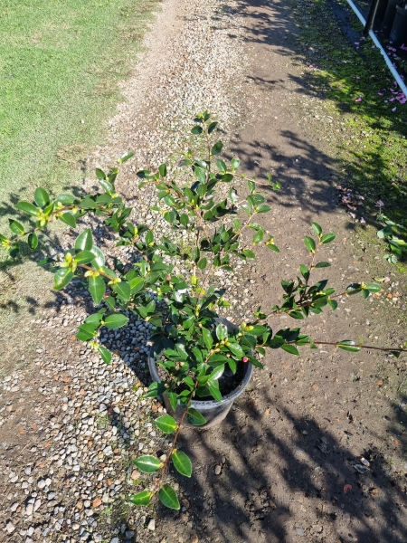 Camellia sasanqua ‘ShiShi Gashira’
