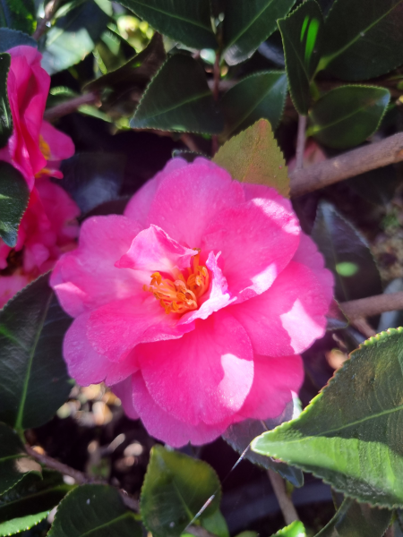 Camellia sasanqua ‘ShiShi Gashira’